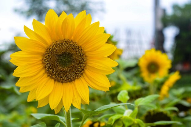 Helianthus Annuus Sonnenblume in Vase