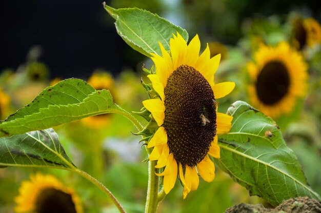 Helianthus girasol en el jardín