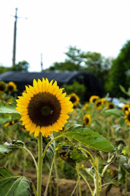 Helianthus girasol en el jardín