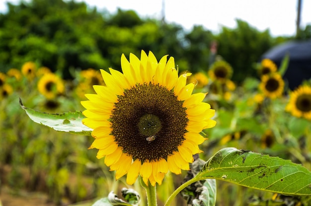 Helianthus girasol en el jardín