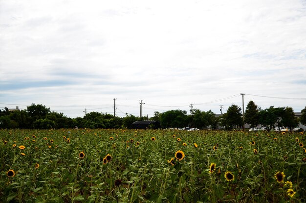 Helianthus girasol en el jardín