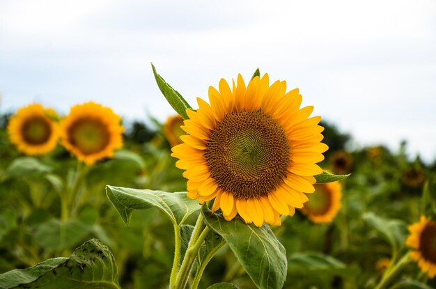 Helianthus girasol en el jardín