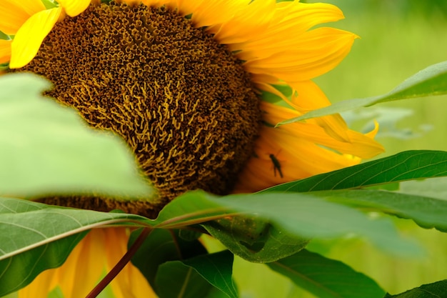 Helianthus ist eine einjährige mehrjährige Blütenpflanze aus der Korbblütlerfamilie Asteraceae. Sonnenblume. Natur