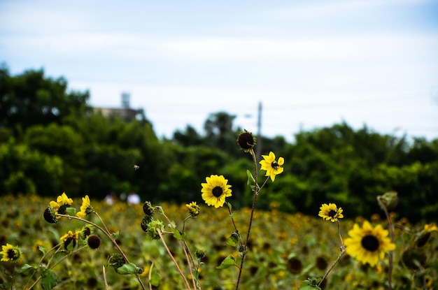 Helianthus-Sonnenblume im Garten