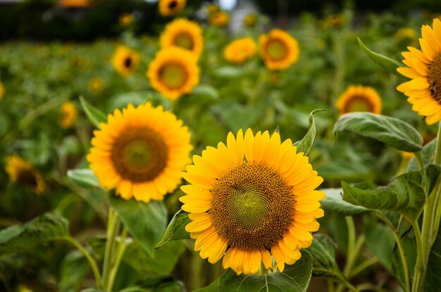 Helianthus-Sonnenblume im Garten