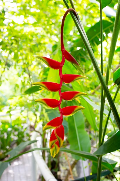 Foto helicania rostrata flor en el jardín