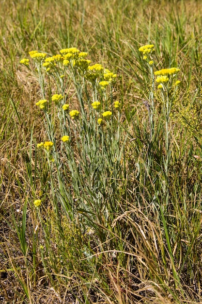 Helichrysum Arena auf der Wiese