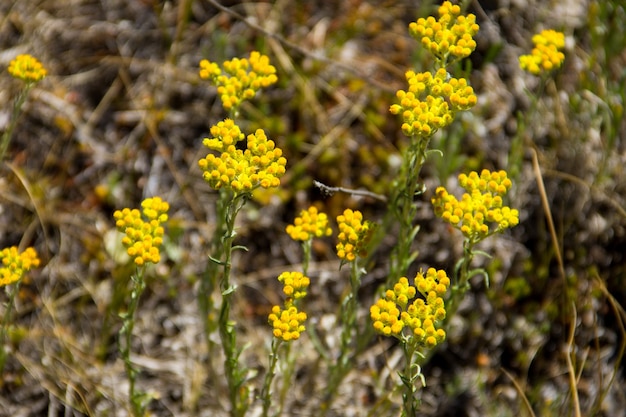 Helichrysum Arena auf der Wiese