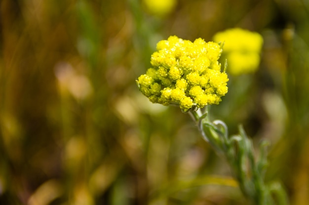 Helichrysum Arena auf der Wiese