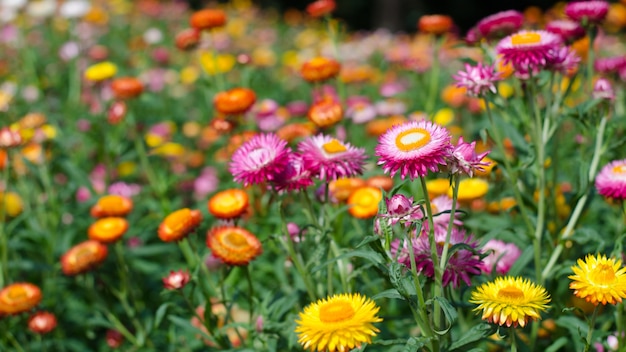 Helichrysum bracteatum, das im Garten blüht