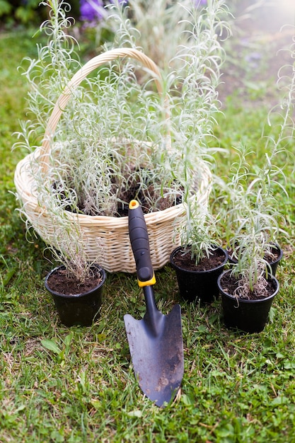 Foto helichrysum flores en la canasta en el jardín para plantar planta brillante para la medicina a base de hierbas hierba de plata