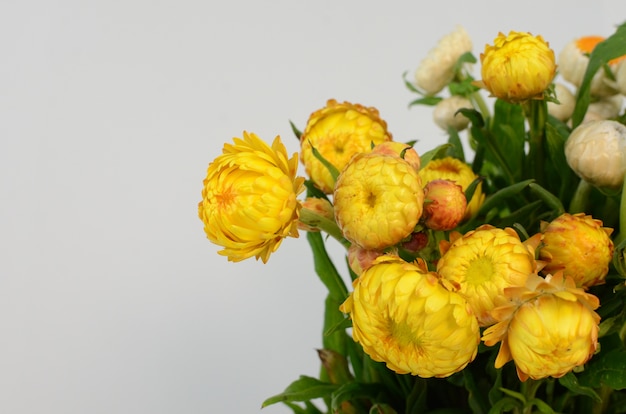 Helichrysum-Strohblume, die auf weißem Hintergrund blüht