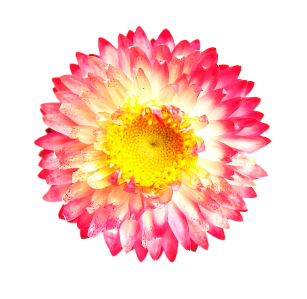 Helichrysum