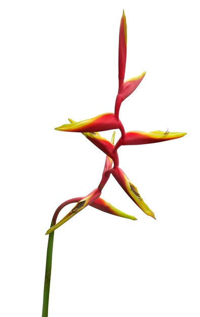 Heliconia bihai Blume Tropische Blumen isoliert auf weißem Hintergrund