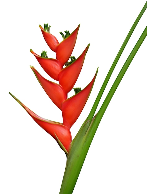 Heliconia bihai flor vermelha pássaro da flor do paraíso