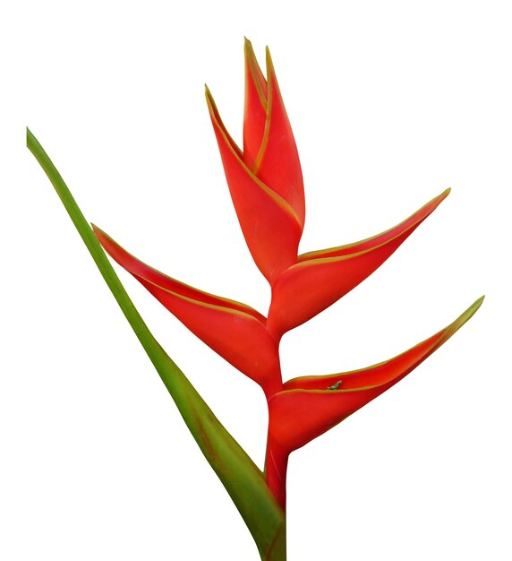 Heliconia bihai flor vermelha pássaro da flor do paraíso