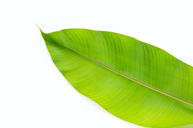 Heliconia-Blatt auf weißem Hintergrund Kopieren Sie Platz