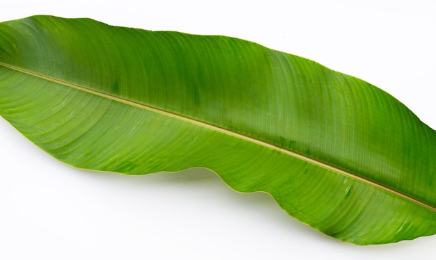 Heliconia-Blatt auf weißem Hintergrund