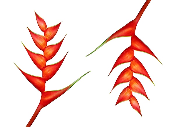 Heliconia-Blume auf weißem Hintergrund