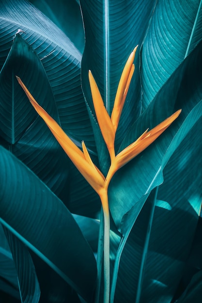 Heliconia-Blume, die auf dunklem Naturhintergrund blüht