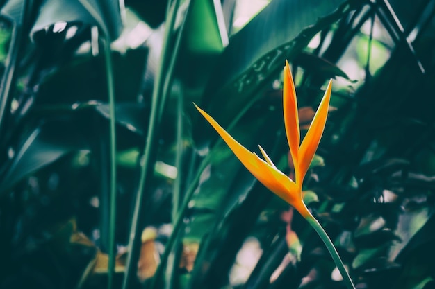 Heliconia-Blume, die auf dunklem Naturhintergrund blüht