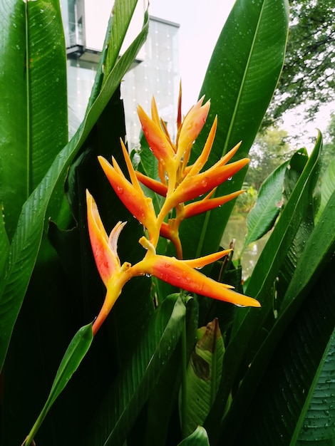 Heliconia Blume