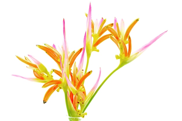 heliconia descarada