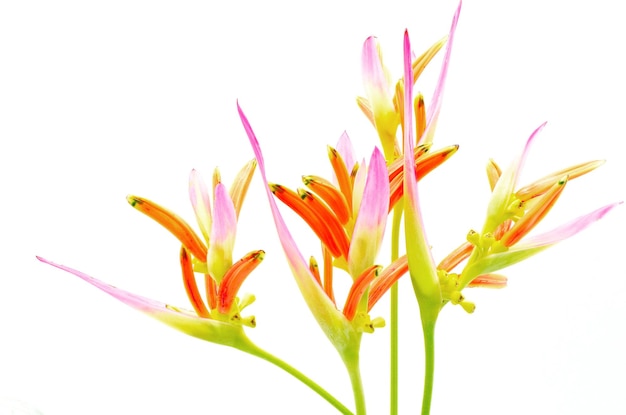 heliconia descarada