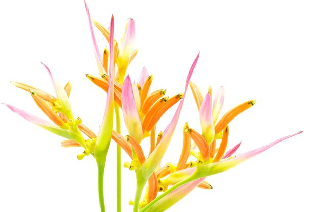 heliconia descarada