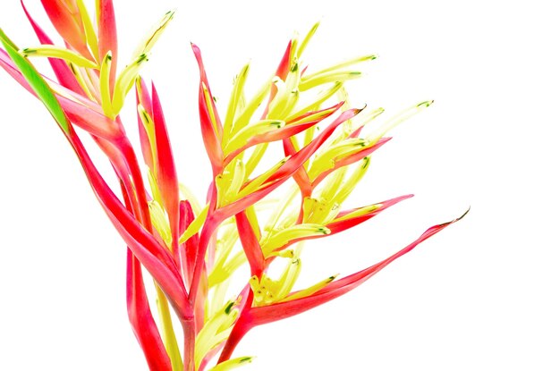 Foto heliconia lady di