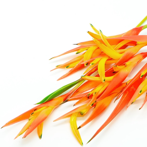 Heliconia naranja