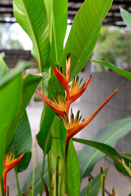 Heliconia Orang-Green Antorcha Flor con fondo de hojas verdes