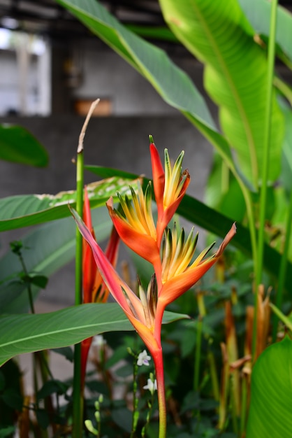 Foto heliconia orang-green antorcha flor con fondo de hojas verdes