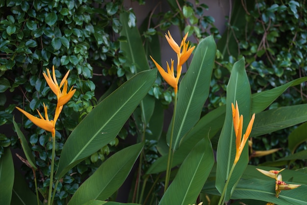 Heliconia psittacorum amarela exótica