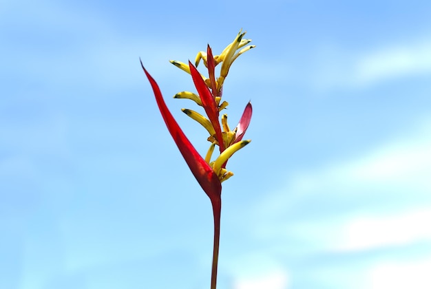 Foto heliconia psittacorum contra el fondo del cielo creciendo en vietnam