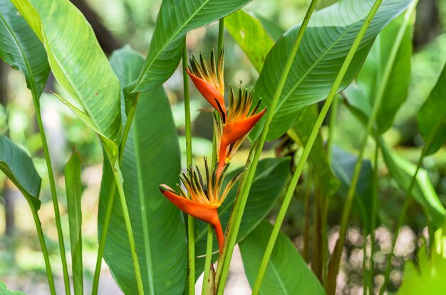 Heliconia psittacorum crece en Malasia