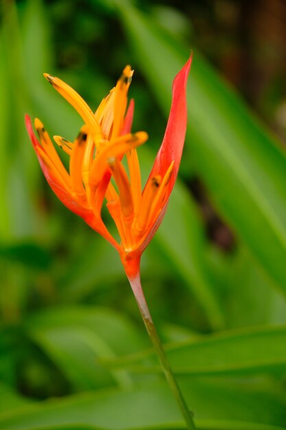 Foto heliconia psittacorum es una hierba perenne originaria del caribe y américa del sur. naturaleza.