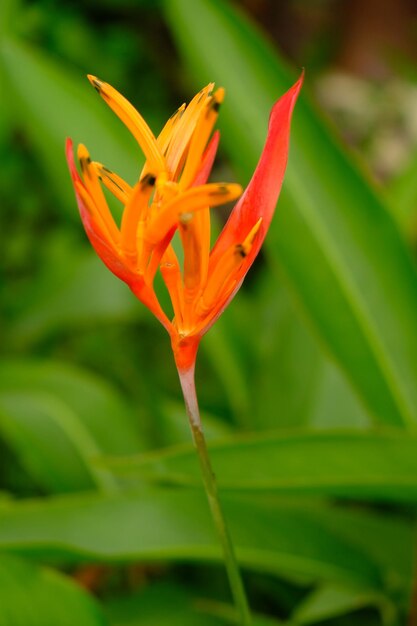 Heliconia psittacorum ist eine mehrjährige Pflanze, die in der Karibik und Südamerika beheimatet ist. Natur.