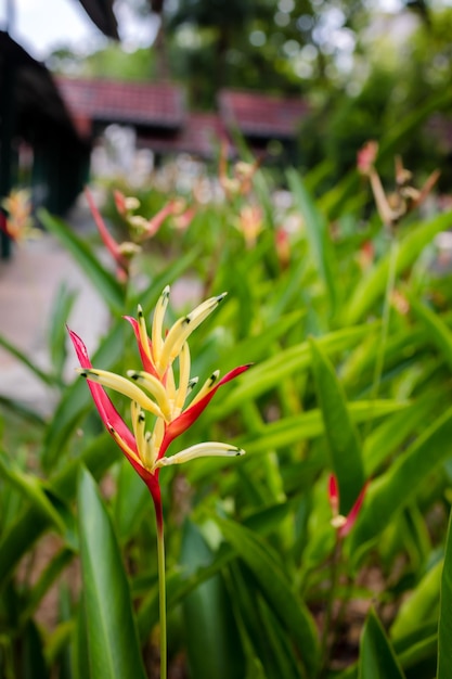 Foto heliconia psittacorum lady di - lady di heliconia o flor de periquito