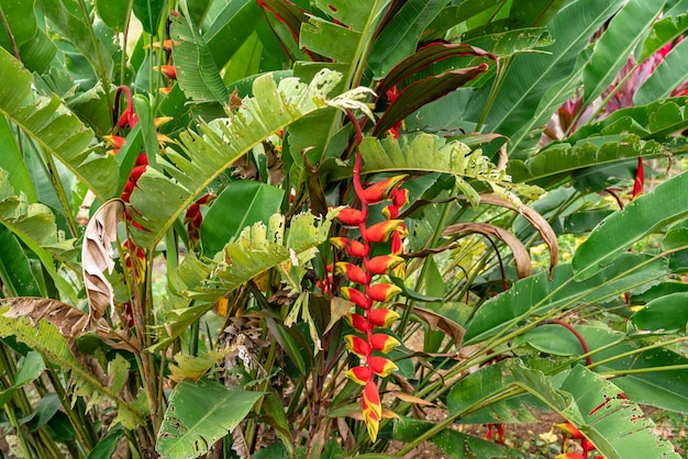 Heliconia psittacorum o loros pico la garra de langosta colgante o falsa ave del paraíso