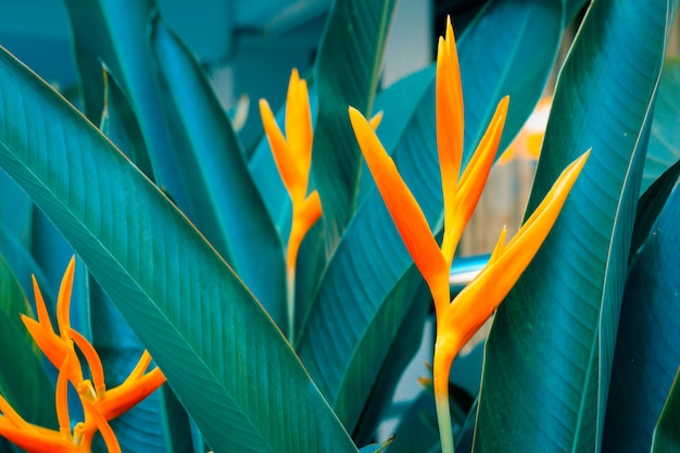 Heliconia psittacorum oder Goldene Fackel blüht mit grünen Blättern.