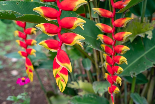 Heliconia psittacorum oder Papageienschnabel, die hängende Hummerschere oder der falsche Paradiesvogel