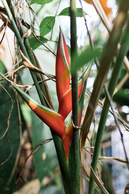 Heliconia rojo esta floreciendo