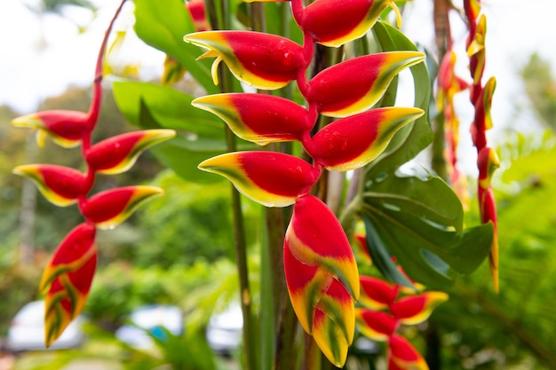 Heliconia rostrata, la garra de la langosta o el pájaro falso de