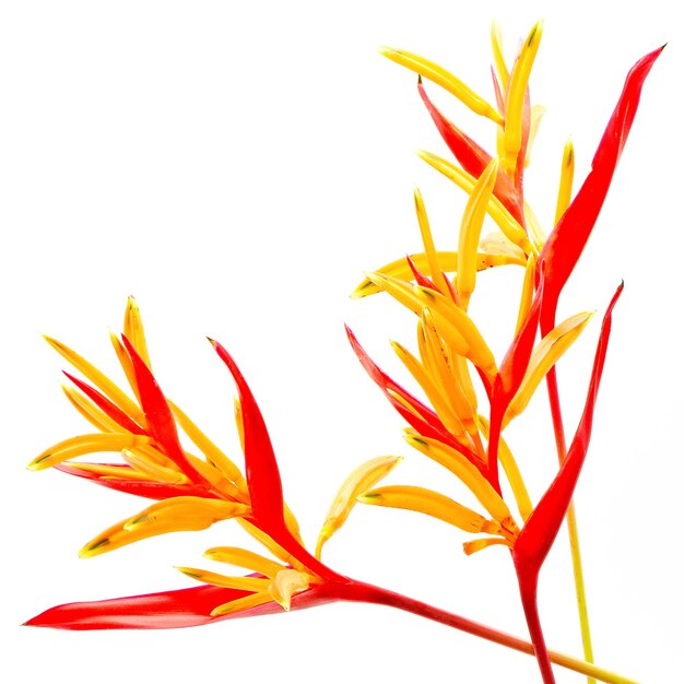 Foto heliconia rubra