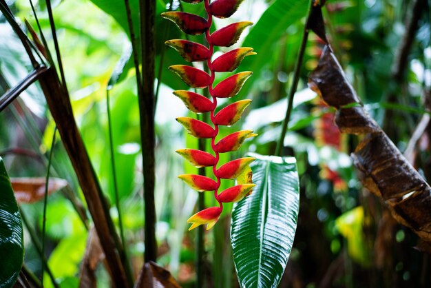 Heliconia tropische Blume