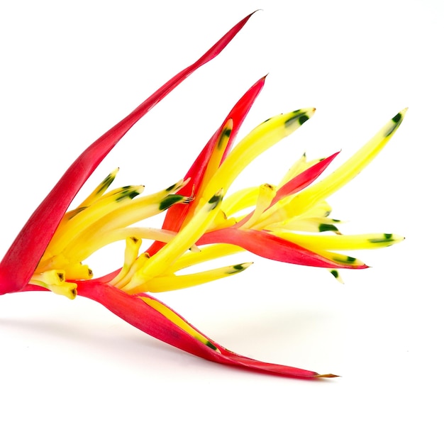 Heliconia