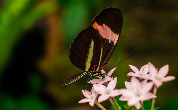 Heliconius erato, la mariposa roja del cartero