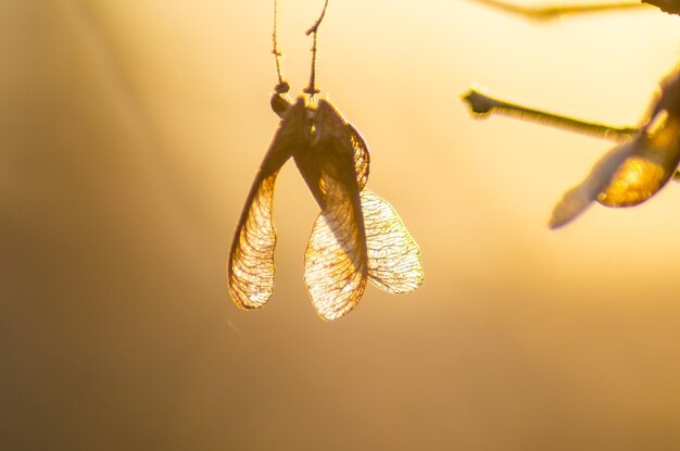 Foto helicóptero de sementes transparente ao pôr do sol