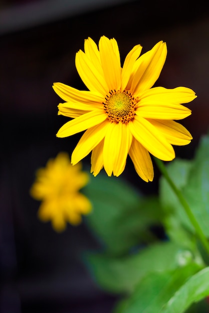 Heliopsis Blumennahaufnahme